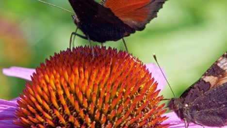 extreme close up macro shot of two orange small tortoiseshell butterflies sitting on purple coneflower on green background