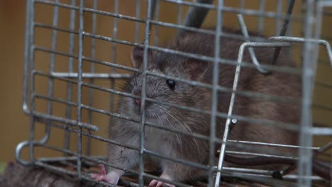 a brown rat, rattus norvegicus, trapped in a wire cage