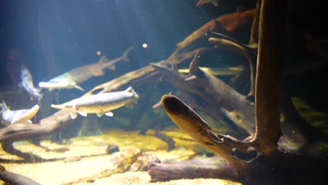 luz que se transmite a través del agua en un acuario