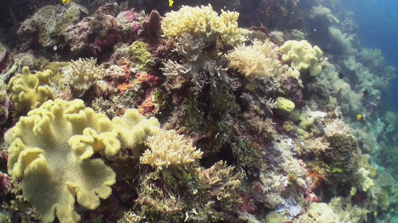 cámara acercándose a un bloque de coral amarillo en una pendiente de arrecife densamente cultivada en el indopacífico, diversidad de corales duros y blandos y algunos peces damisela de cola amarilla