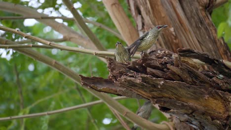 los pájaros estorninos brillantes asiáticos inmaduros anidan en el tronco de un árbol roto podrido volar hacia arriba