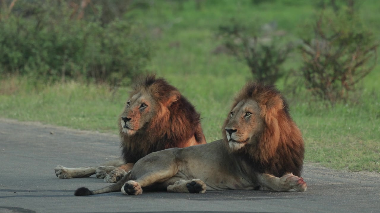 Due bellissimi leoni maschi sdraiati vicini sulla strada asfaltata e che guardano in lontananza alla luce del primo mattino, Parco Kruger