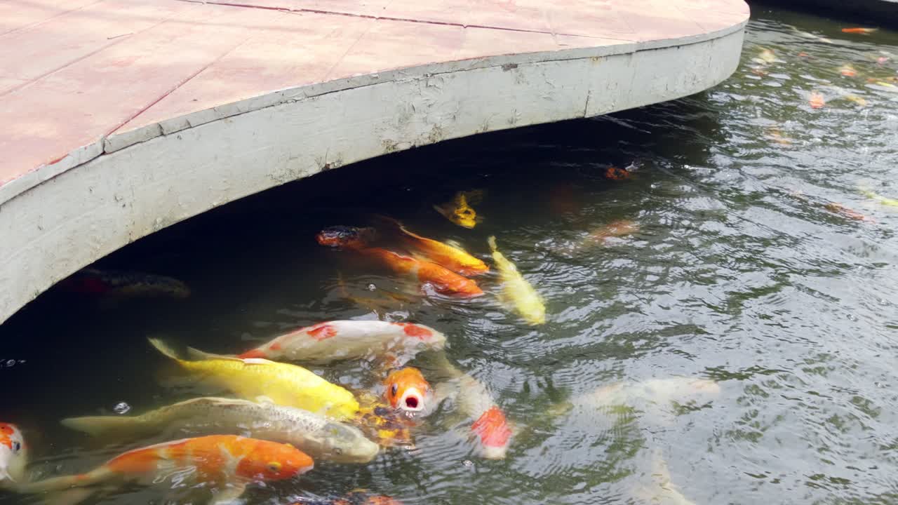 Koi fish feeding event tranquil pond nature scene serene atmosphere close-up view aquatic life