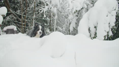 disparo ancho de un perro acostado en la nieve