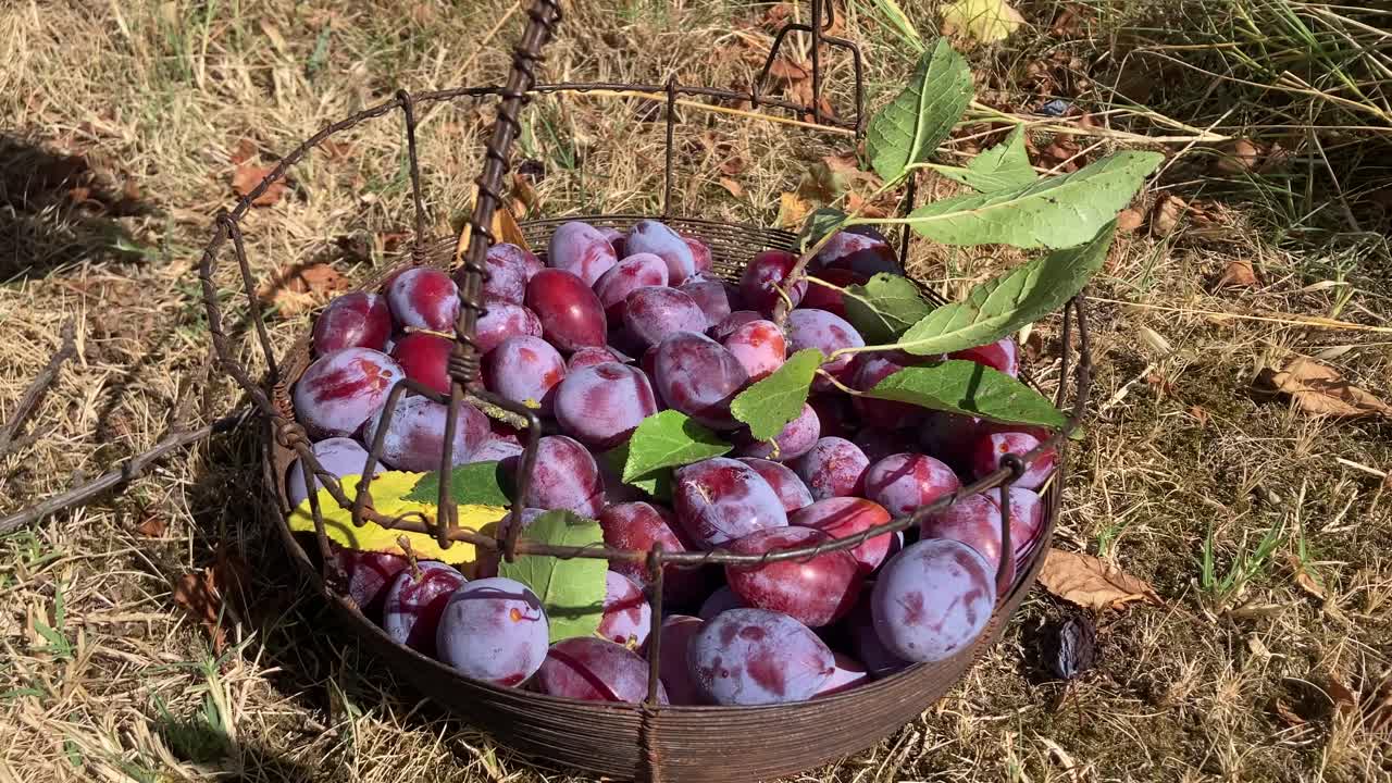 Close-up of a hand placing freshly picked plums into a rustic countryside basket. Bucolic farming scene ideal for organic lifestyle, harvest, and slow living themes