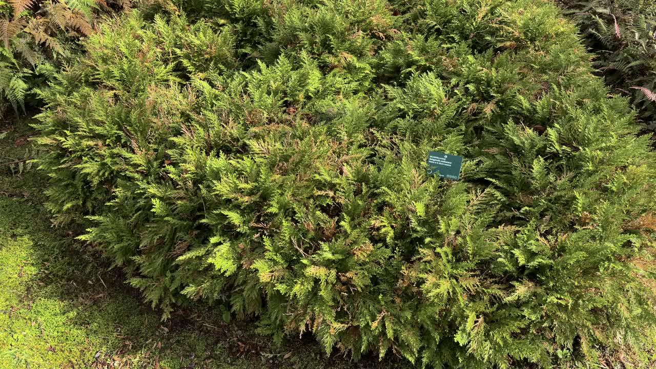 Dense piante di felci esotiche originarie del Messico e del Sud America che crescono a São Miguel, Azzorre, Portogallo.