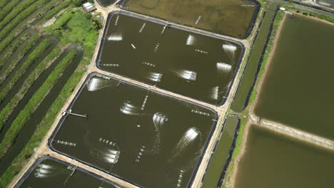 aerial static shot of industrial shrimp farm aquaculture in thailand