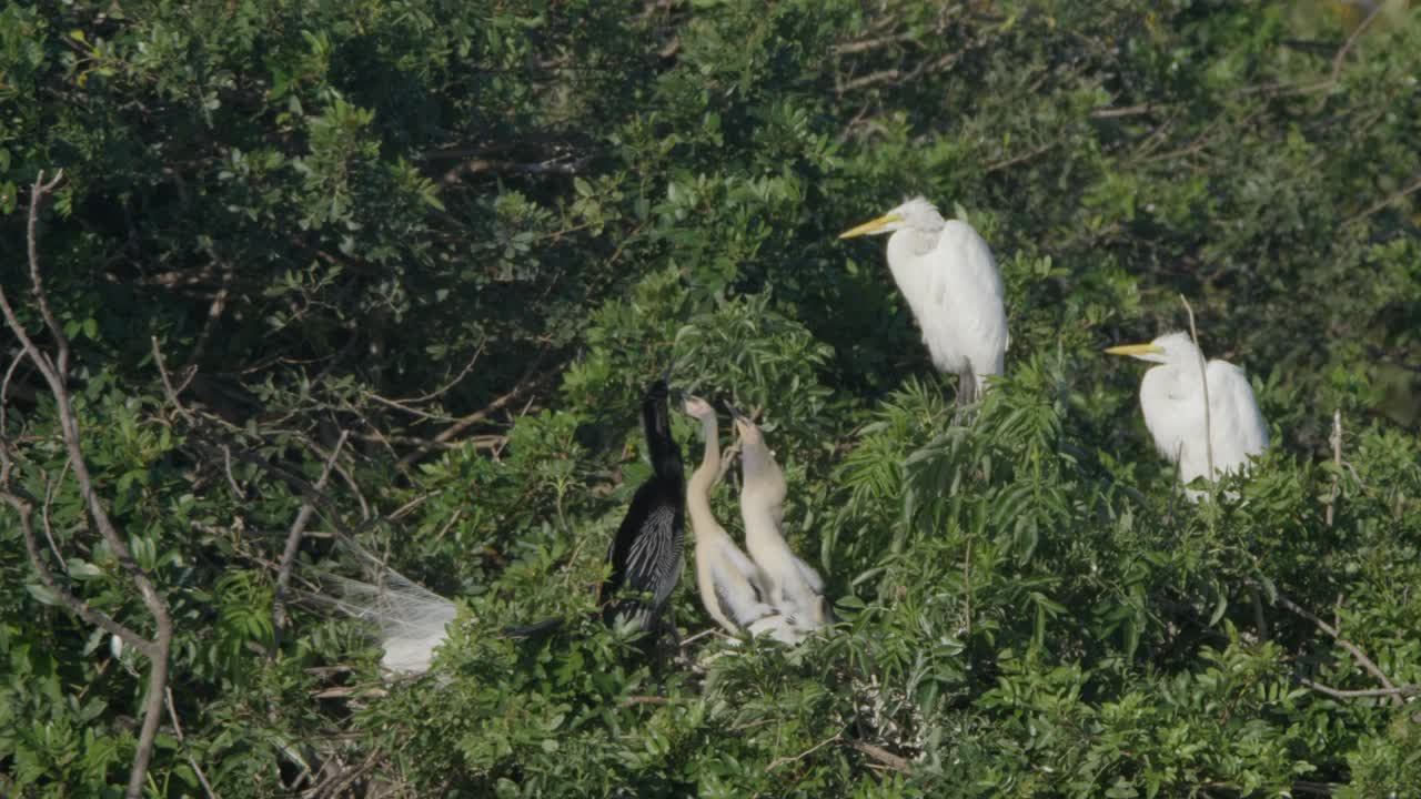 Multiple juvenile birds flap and call for food on treetop nest while surrounded by thick foliage and flying feathers