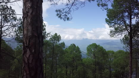 vista de las montañas del bosque de pinos