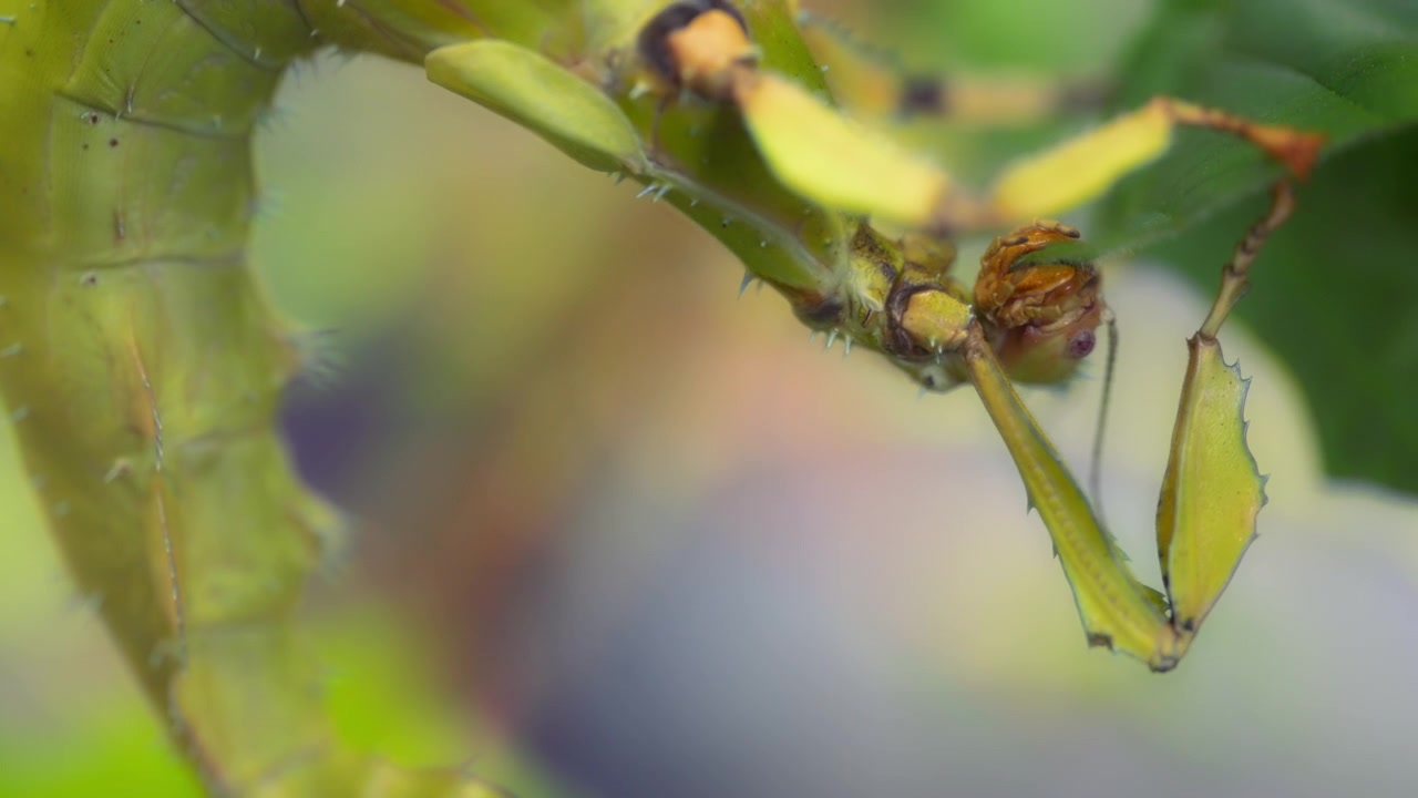 Spiny stick insect eating a leaf from a plant