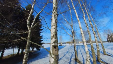 DIY Handmade Bird Nest On A Birch Tree Trunk On A Sunny Day