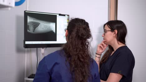 unrecognizable veterinarians talking against x ray image of animal body