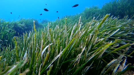 underwater seagrass meadow with fish