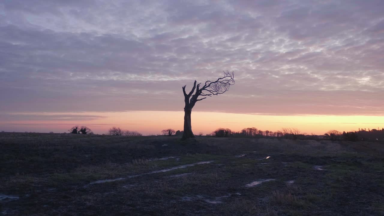Silhouette af et dødt træ ved solnedgang