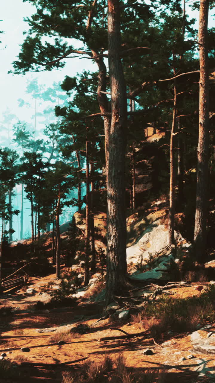 평화로운 소나무 숲 풍경