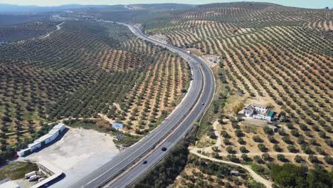 Toma-Aérea-Inclinada-Hacia-Abajo-De-Una-Carretera-Sin-Fin-En-España-Rodeada-De-Campos-De-Olivos