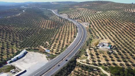 aerial tilt down shot of an endless highway in spain surrounded by olive tree fields
