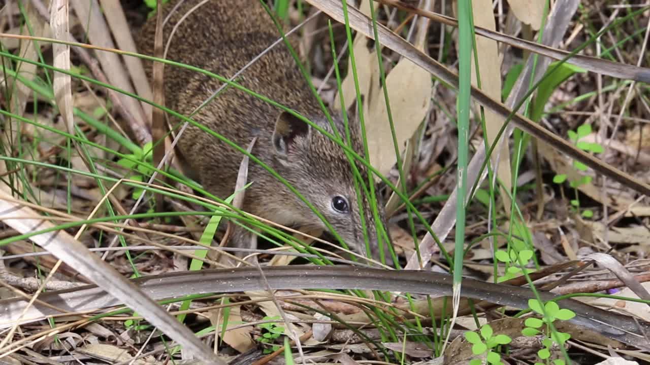 オーストラリア、パースにて、ミナミチャイロバンディクート（クエンダ）が餌を探している様子。