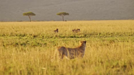 animals hunting, cheetah hunt with warthog running away in africa, maasai mara african wildlife safari in kenya, masai mara amazing animal behaviour in beautiful golden sun light savannah