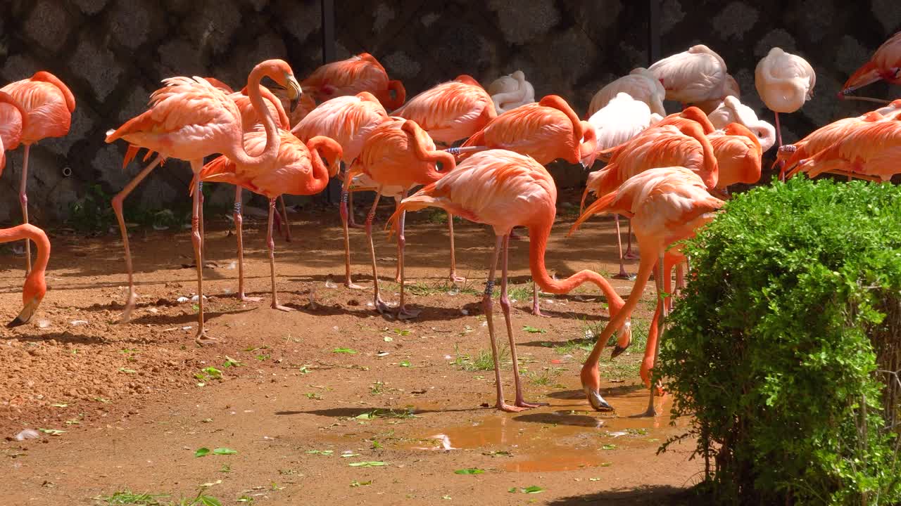 la extravagancia de los flamencos se reúne en un día de verano, dos flamencos beben agua de un charco en el zoológico del gran parque de seúl