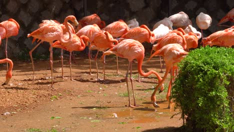 flamboyance of flamingos flock together on a summer day, two flamingos drinking water from a puddle in seoul grand park zoo