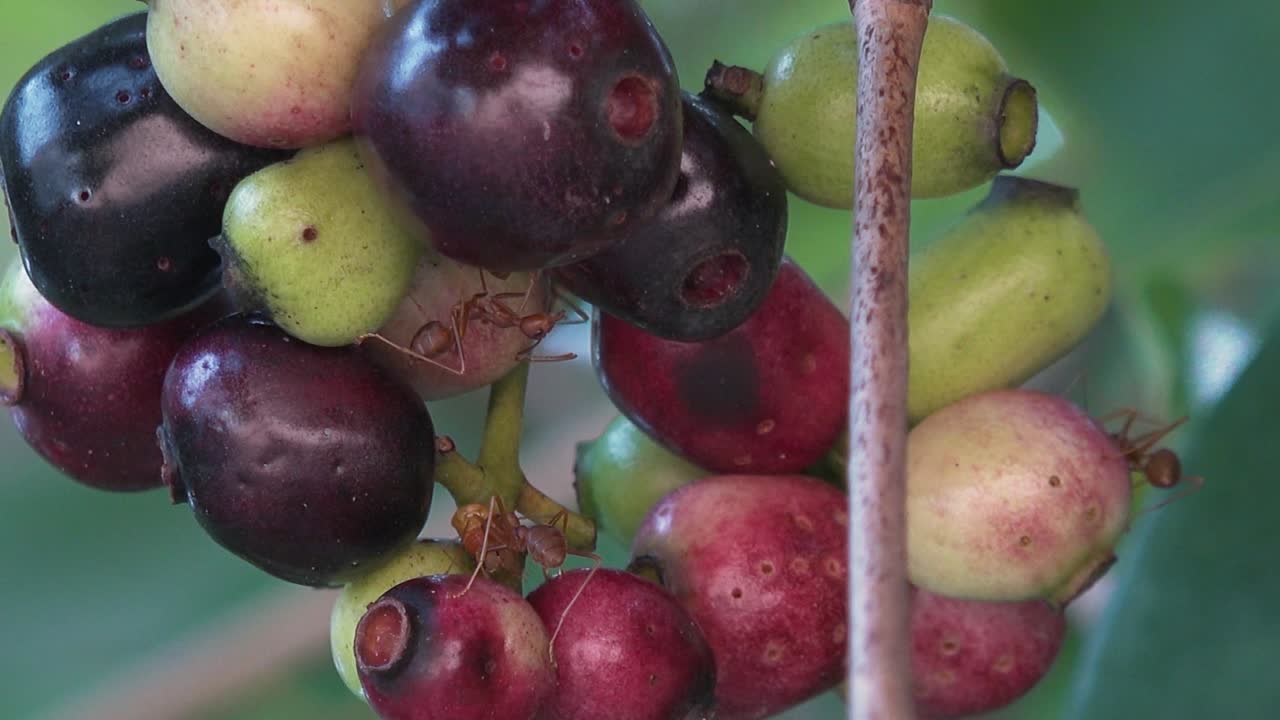 grandes hormigas tejedoras rojas en algunas frutas tropicales