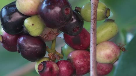 Large-Red-Weaver-Ants-on-Some-Tropical-Fruit