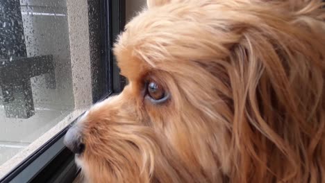 red cavapoo dog looks out of a window, observes the outside world, and guards the house on a rainy day