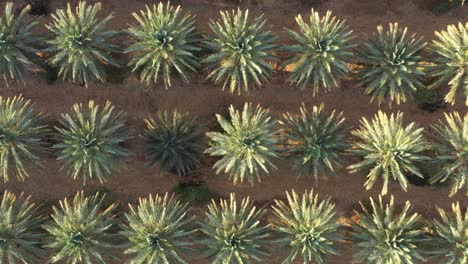 Jordan-river-valley-green-date-palm-groves,-aerial-overhead-dolly-in