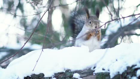 squirrel eating nut in the snow