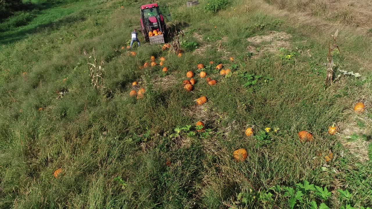 Pumpkin Harvest on a Rural Farm