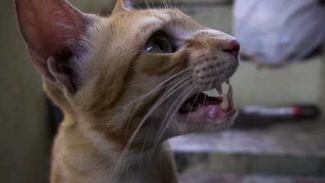 raza india billi también conocida como gato común indio