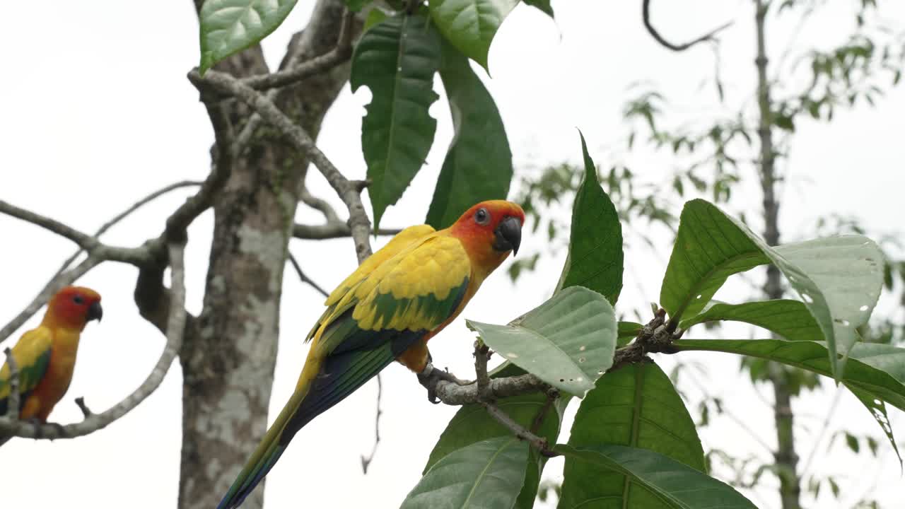 loros conura del sol posados en la rama de un árbol y volando lejos