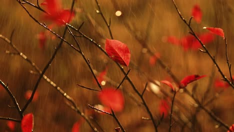 Primer-Plano-De-La-Lluvia-De-Otoño