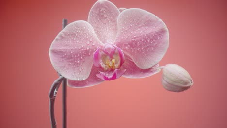 orquídea rosa con gotas de agua
