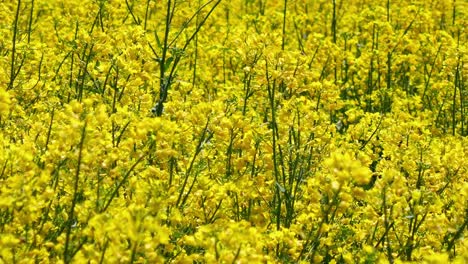 rapeseed yellow plants (brassica napus) in a breeze. rape is very common plant in czech republic and it starts to be ecological threat.