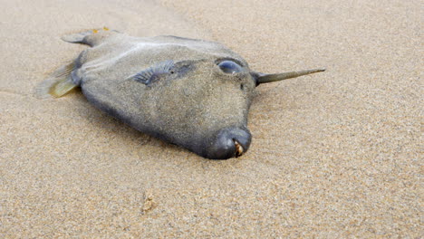 Dead-leatherjacket-fish-with-protruding-horn-or-spike-washed-up-laying-on-an-Australian-ocean-beach