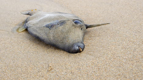 dead leatherjacket fish with protruding horn or spike washed up laying on an australian ocean beach