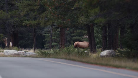 elk bull male charging in forest