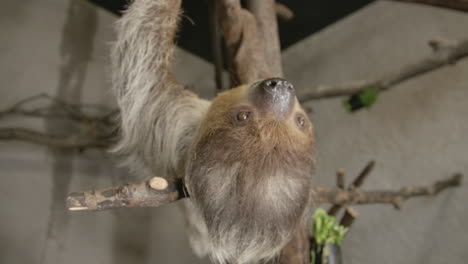 a two toed sloth hanging in a tree close to the camera slow motion cinematic