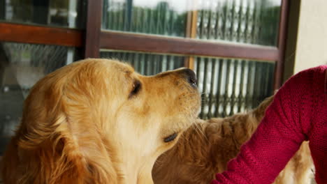 woman wiping her dog with a towel 4k