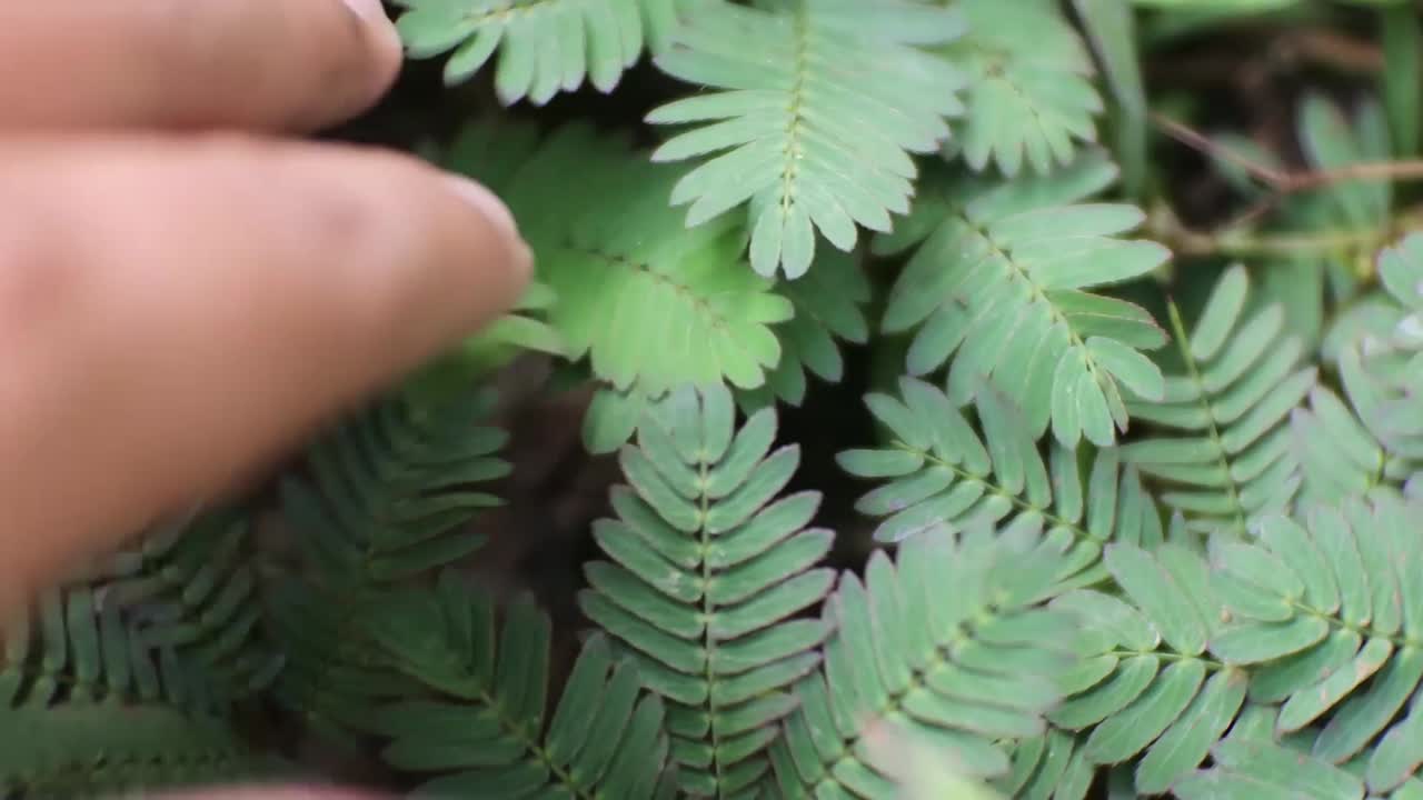 mimosa pudica는 손으로 만지면 시들어 버립니다.