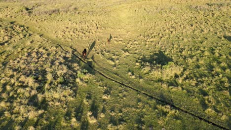 el potro galopa libremente mientras su madre lo vigila de cerca, vista aérea