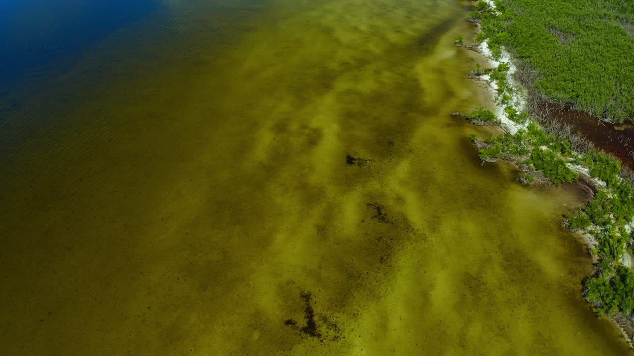 Area costiera di acque poco profonde con delicati motivi sottomarini adiacente a una fitta zona di mangrovie verdi, che illustra un ecosistema costiero naturale