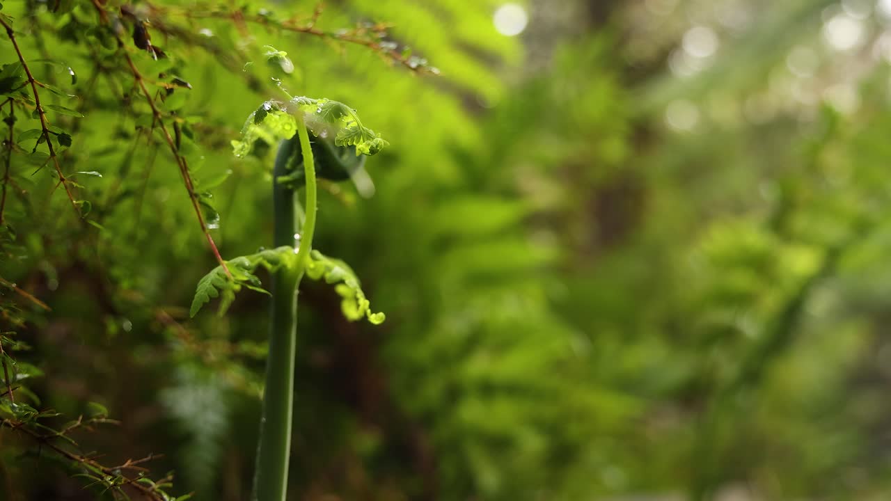 lapso de tiempo del crecimiento del helecho en el bosque exuberante