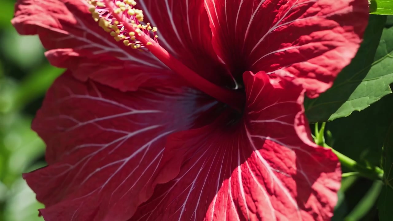 Primo piano di un vivace fiore di ibisco rosso che sboccia