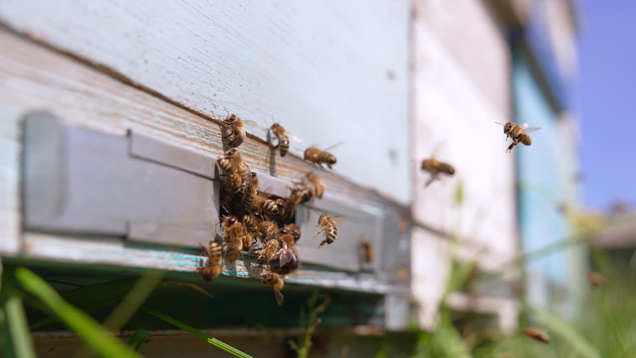 Stripy shining bees are at the entering of a wooden hive. Honey collection at sunny daytime. Close up.