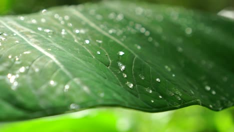 tropical forest concept, the green leaves of elephant ear plant or taro leaves with water drop