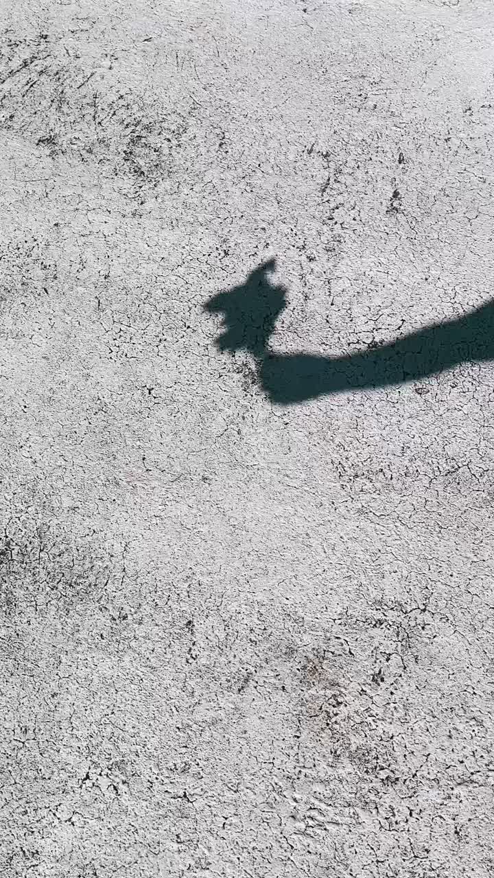 Shadow of a plant or tree on a textured concrete surface