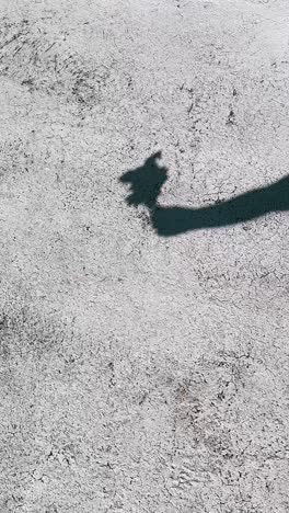 shadow of a plant or tree on a textured concrete surface